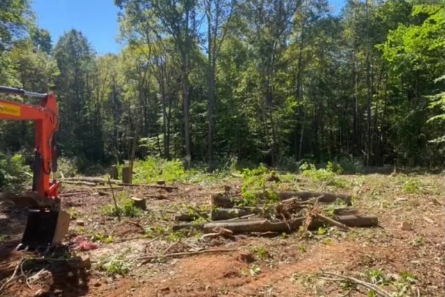 Clearing / Grading 20 cut trees